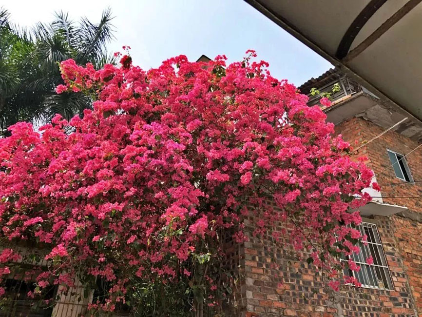 贵阳装修公司|夏天太热想在室内种绿植降温怎么选择？